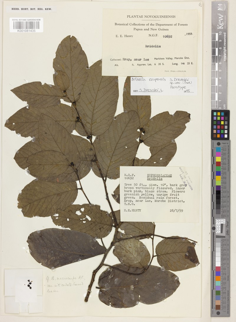 Bridelia erapensis photo 2