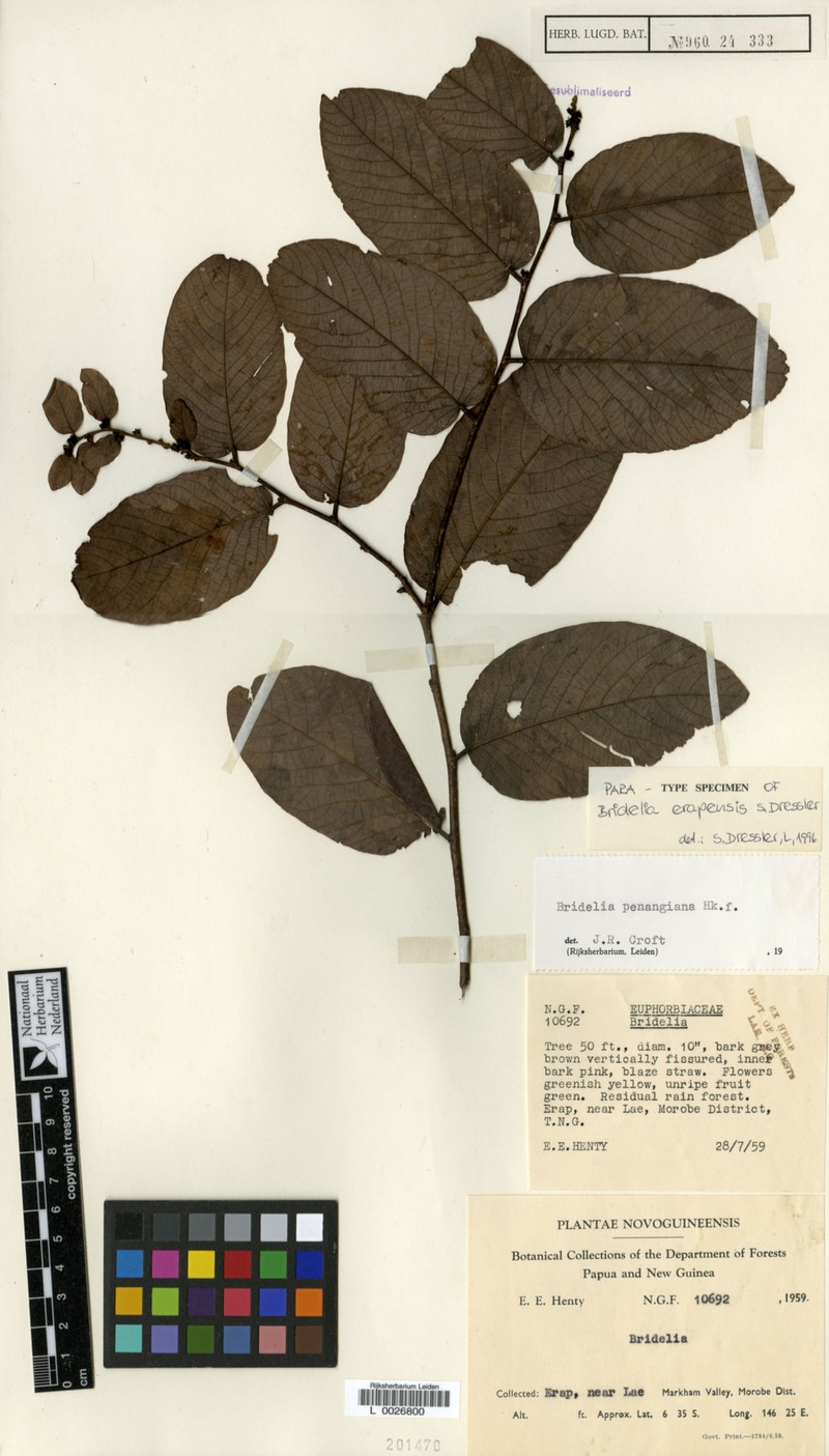 Bridelia erapensis photo 3