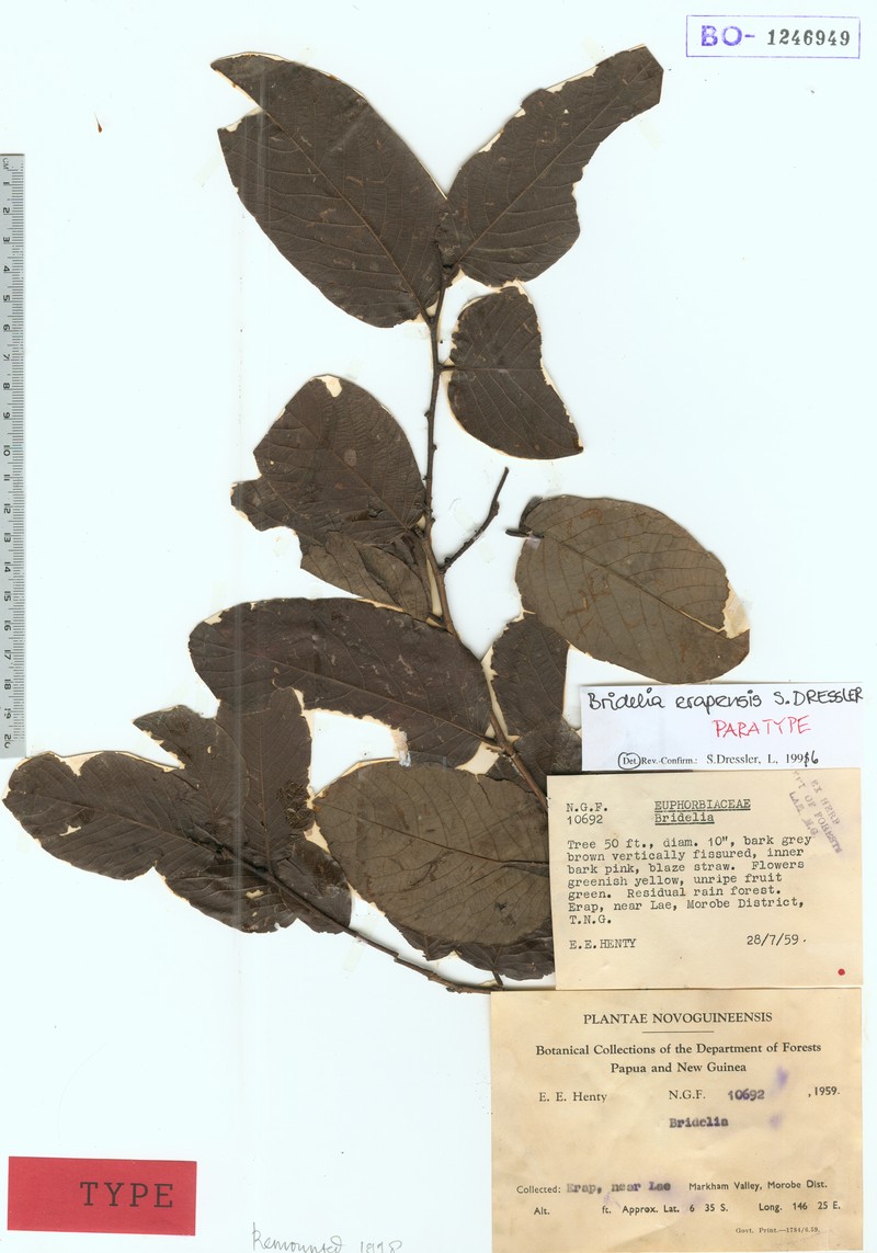 Bridelia erapensis photo 4