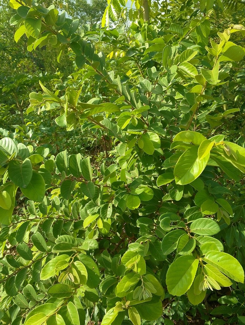 Bridelia ferruginea photo 3