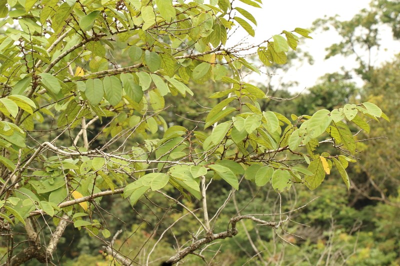 Bridelia ferruginea photo 5