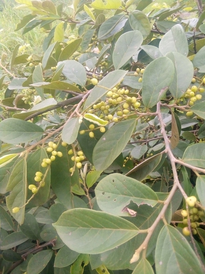 Bridelia ferruginea photo 6