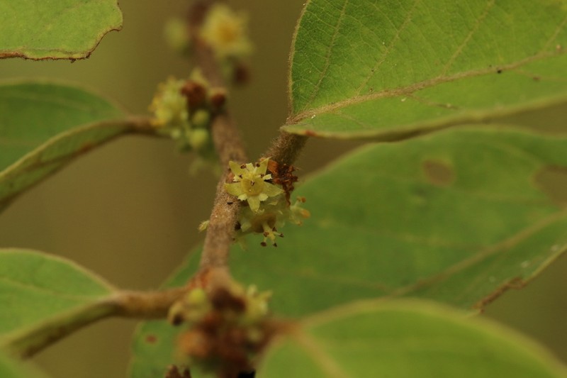 Bridelia ferruginea photo 8