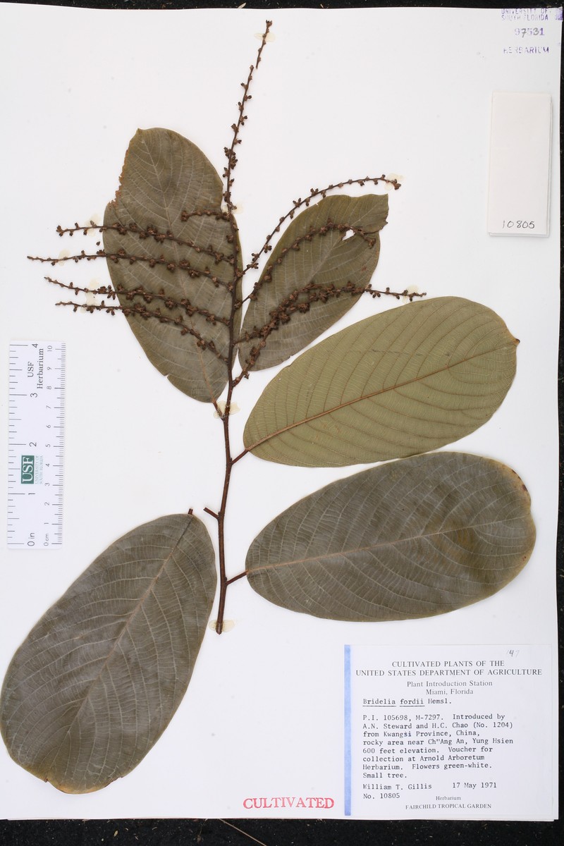 Bridelia fordii