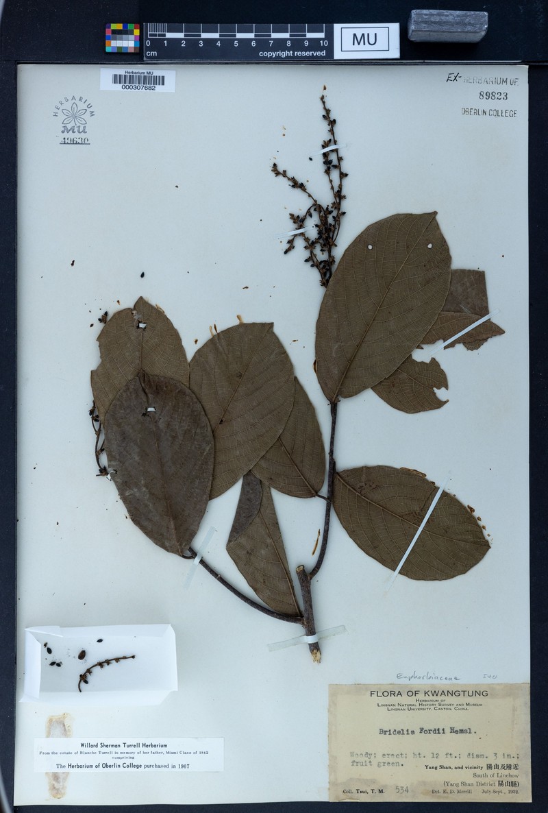 Bridelia fordii photo 2