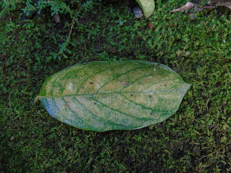 Bridelia glauca