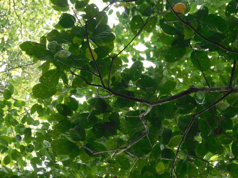 Bridelia glauca photo 3