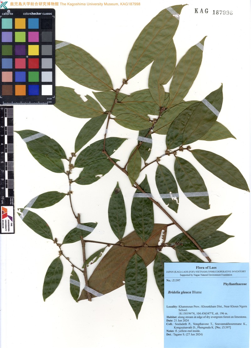 Bridelia glauca photo 4