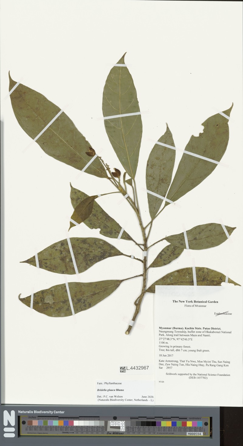 Bridelia glauca photo 5
