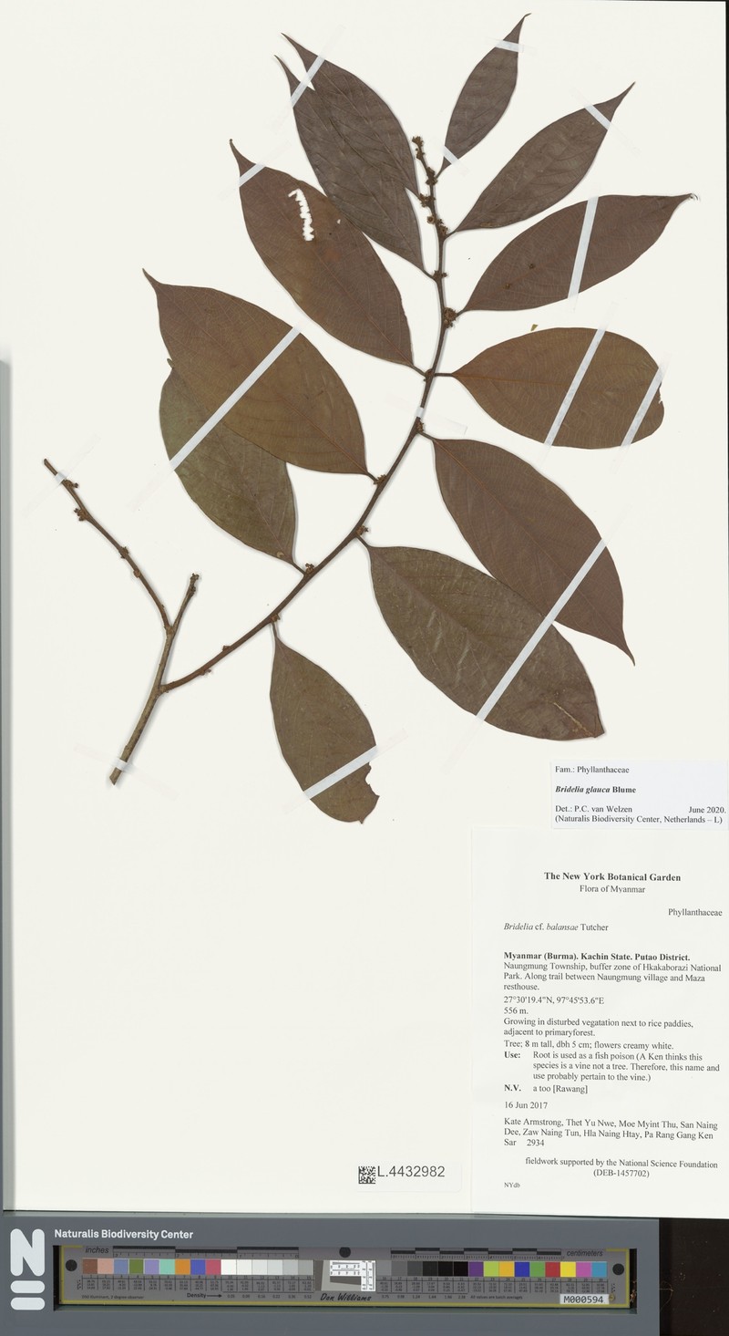 Bridelia glauca photo 6