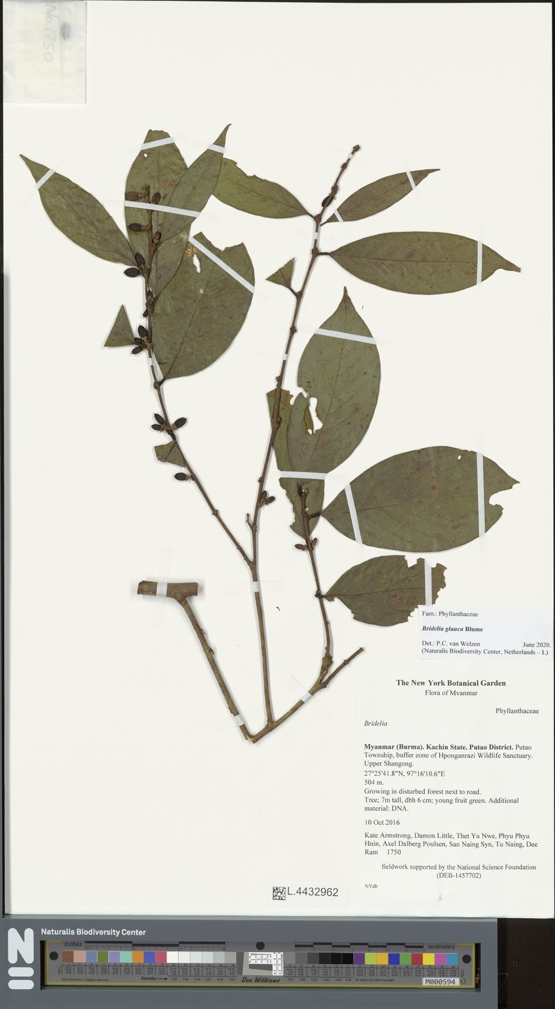 Bridelia glauca photo 7