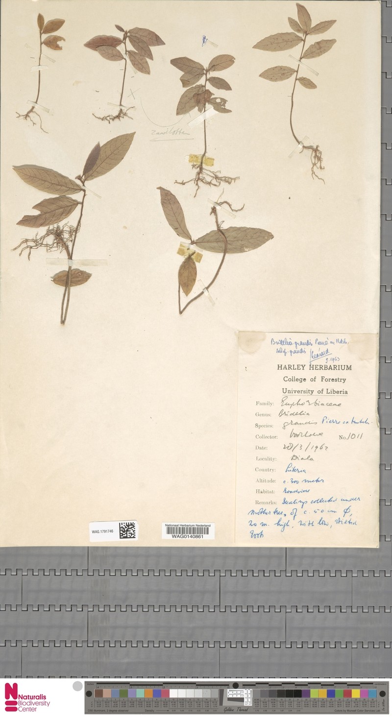 Bridelia grandis subsp. grandis