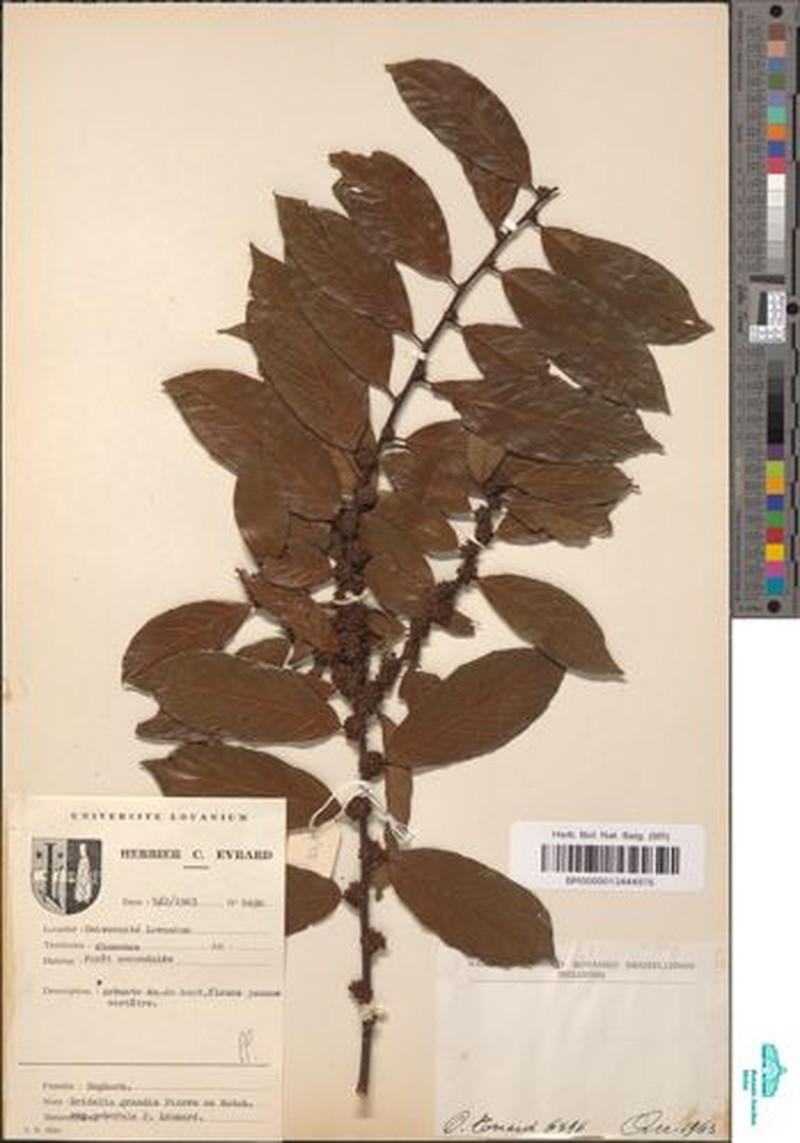 Bridelia grandis subsp. puberula