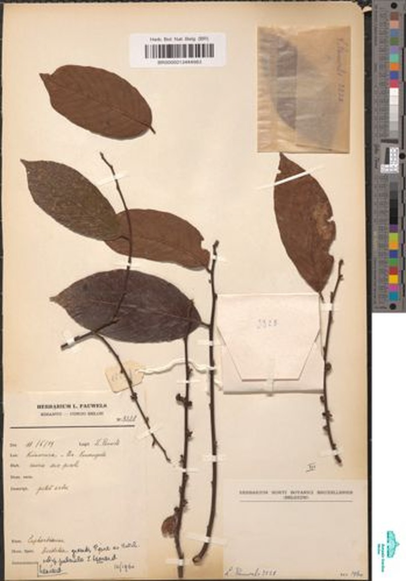 Bridelia grandis subsp. puberula photo 2