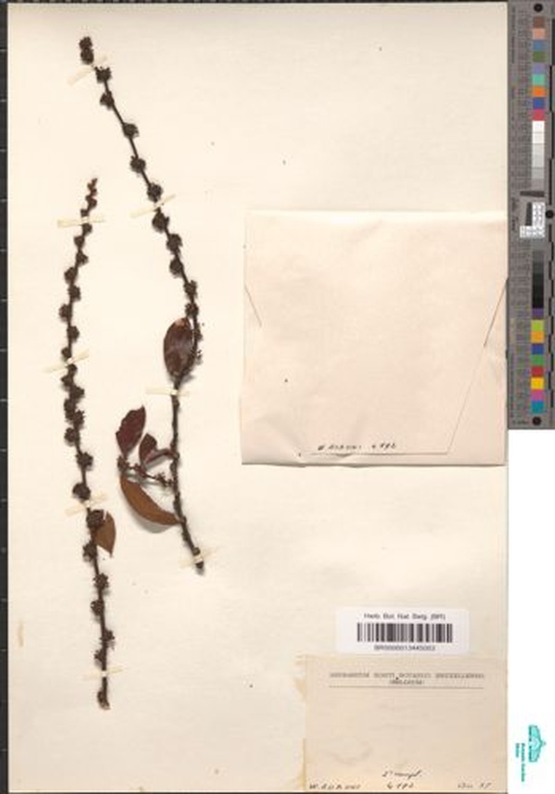 Bridelia grandis subsp. puberula photo 4