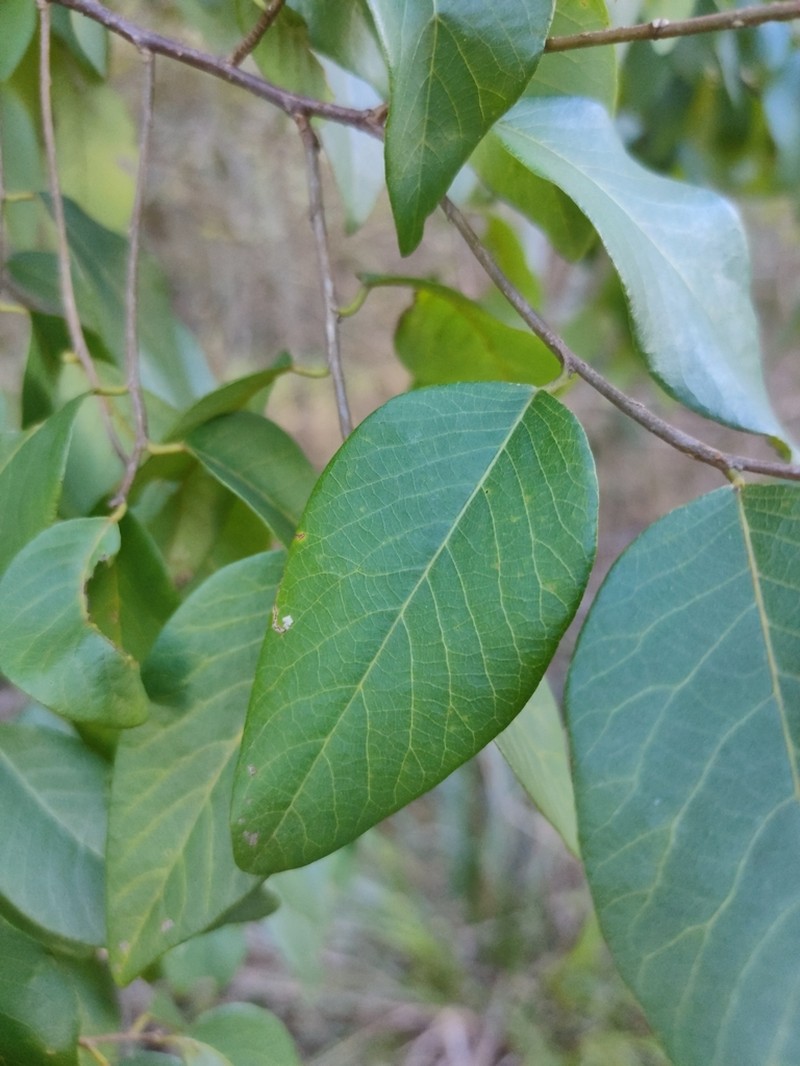 Bridelia leichhardtii photo 2