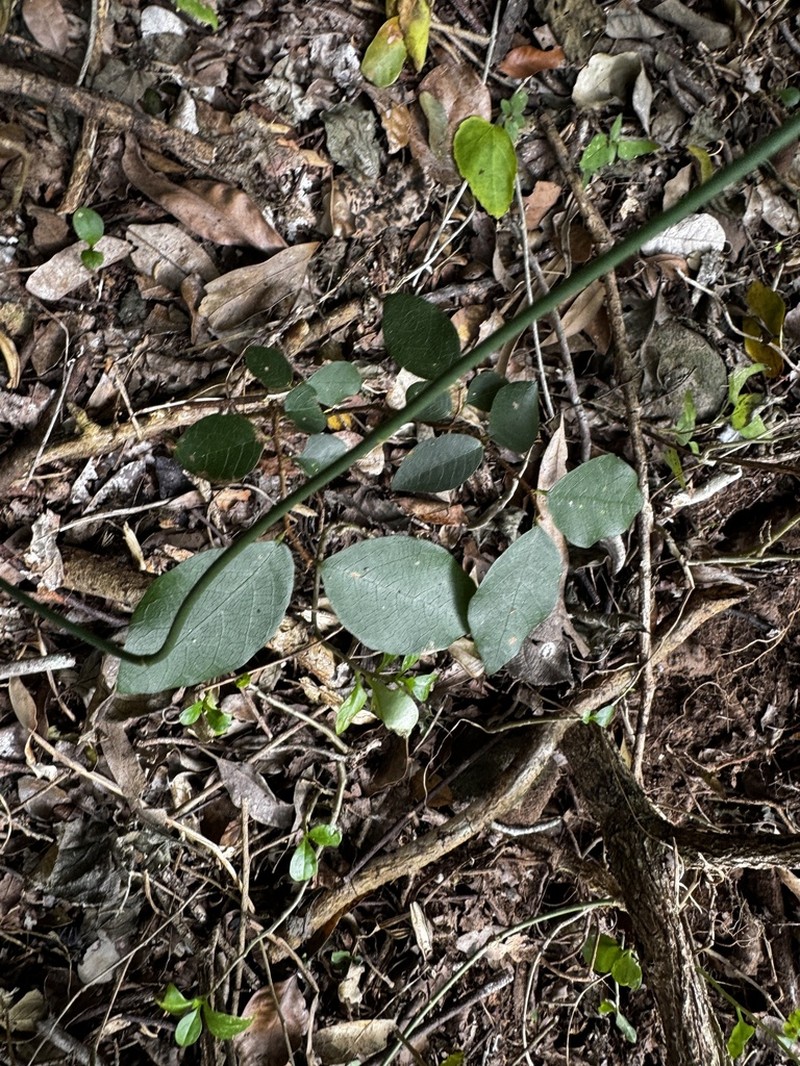 Bridelia leichhardtii photo 4