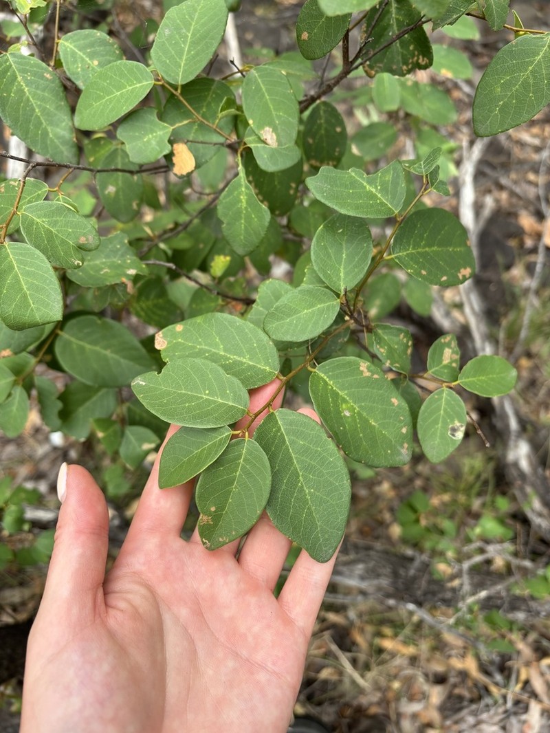 Bridelia leichhardtii photo 5