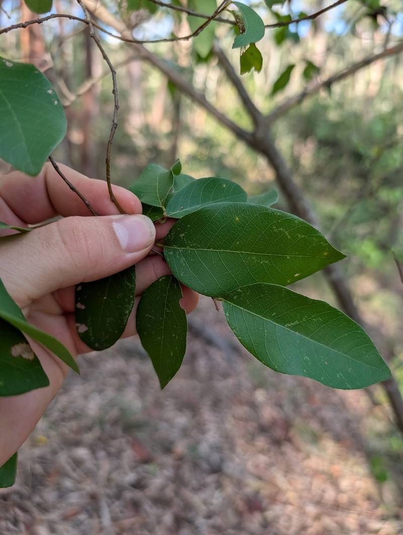 Bridelia leichhardtii photo 6