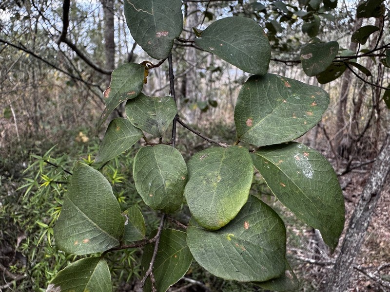 Bridelia leichhardtii photo 7