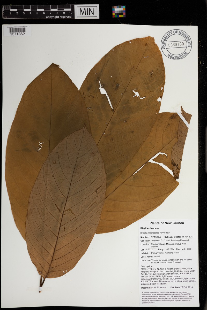 Bridelia macrocarpa
