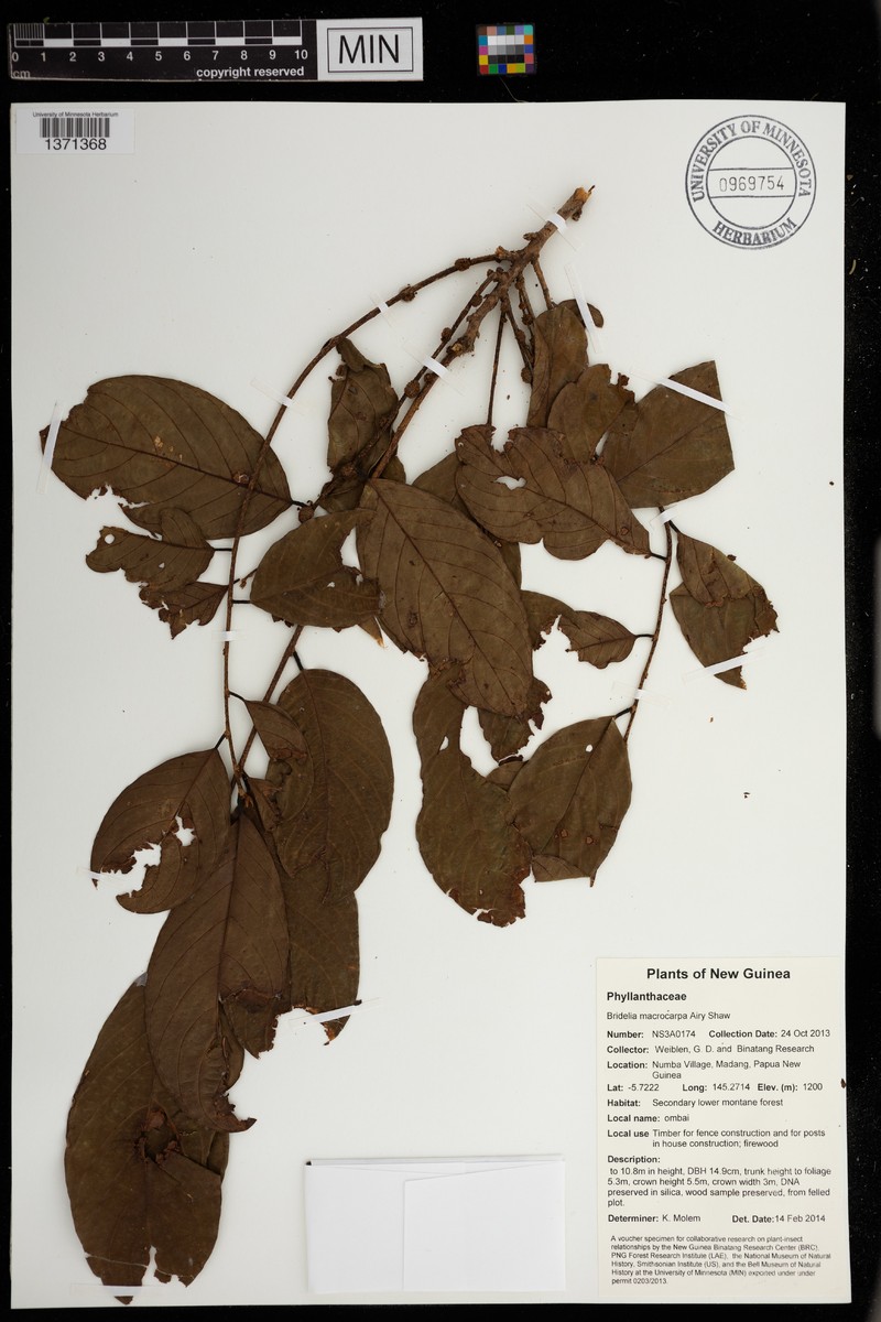 Bridelia macrocarpa photo 2