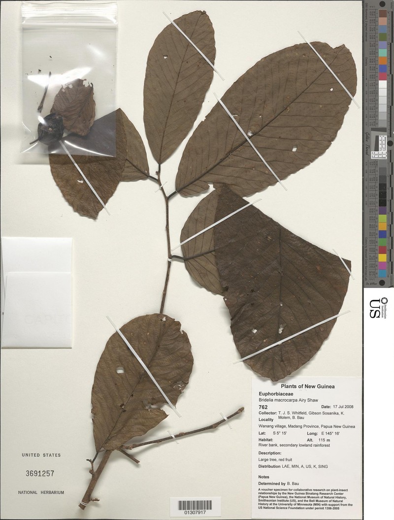 Bridelia macrocarpa photo 3