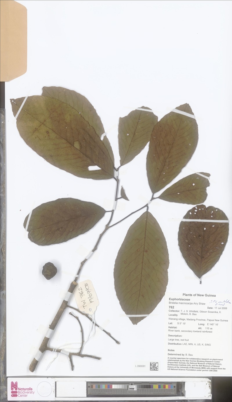 Bridelia macrocarpa photo 4