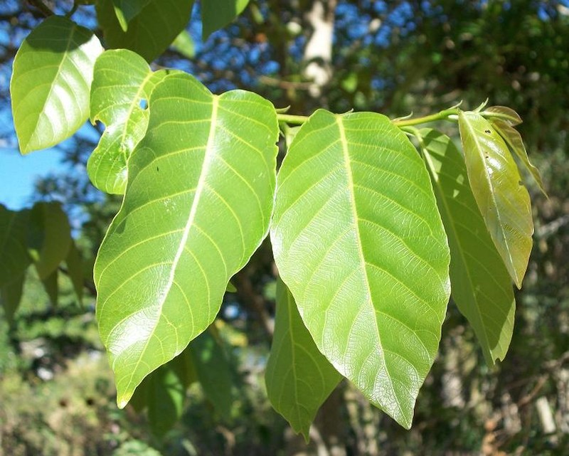 Bridelia micrantha