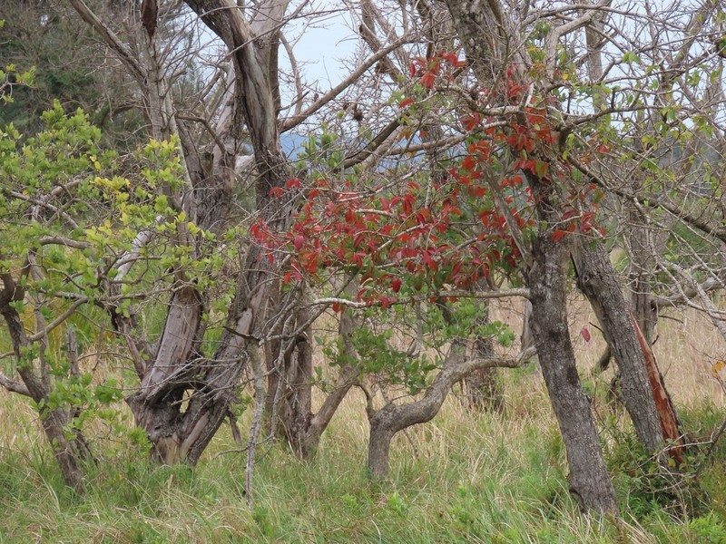 Bridelia micrantha photo 2