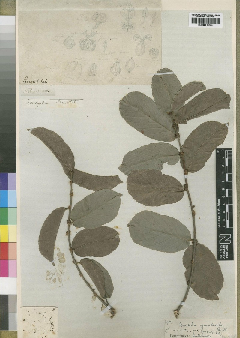 Bridelia micrantha var. gambicola