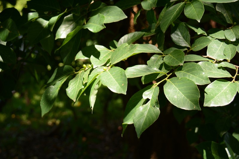 Bridelia micrantha var. micrantha