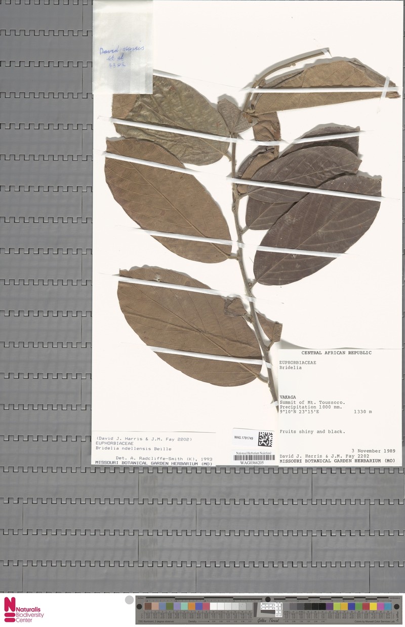 Bridelia ndellensis