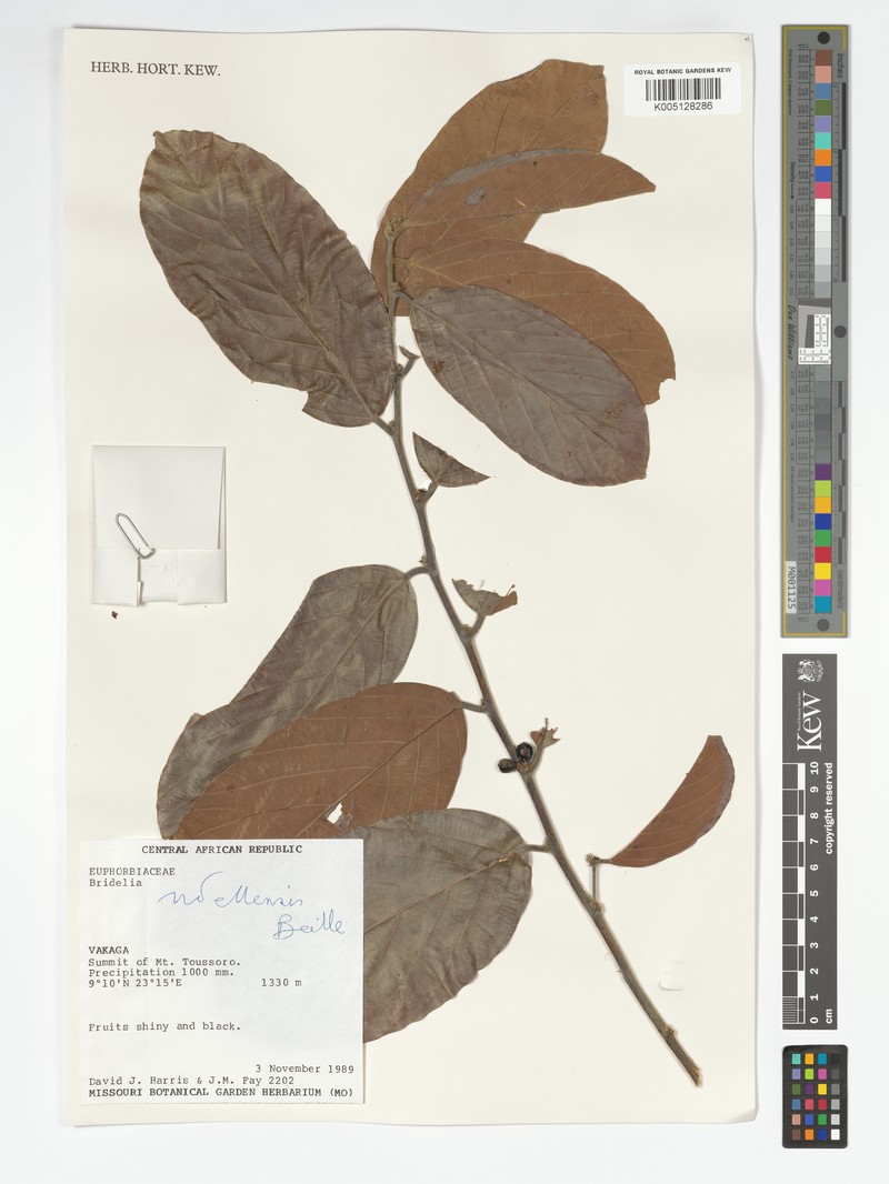 Bridelia ndellensis photo 2
