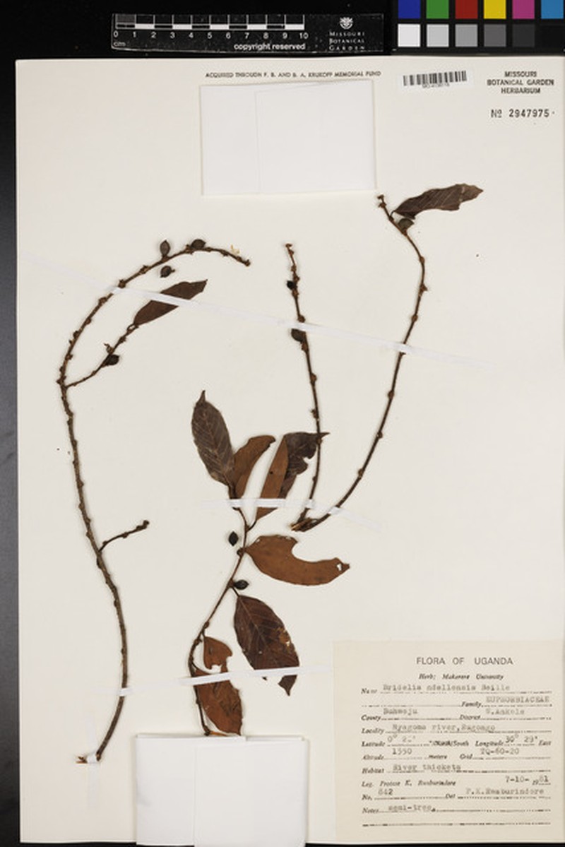Bridelia ndellensis photo 3