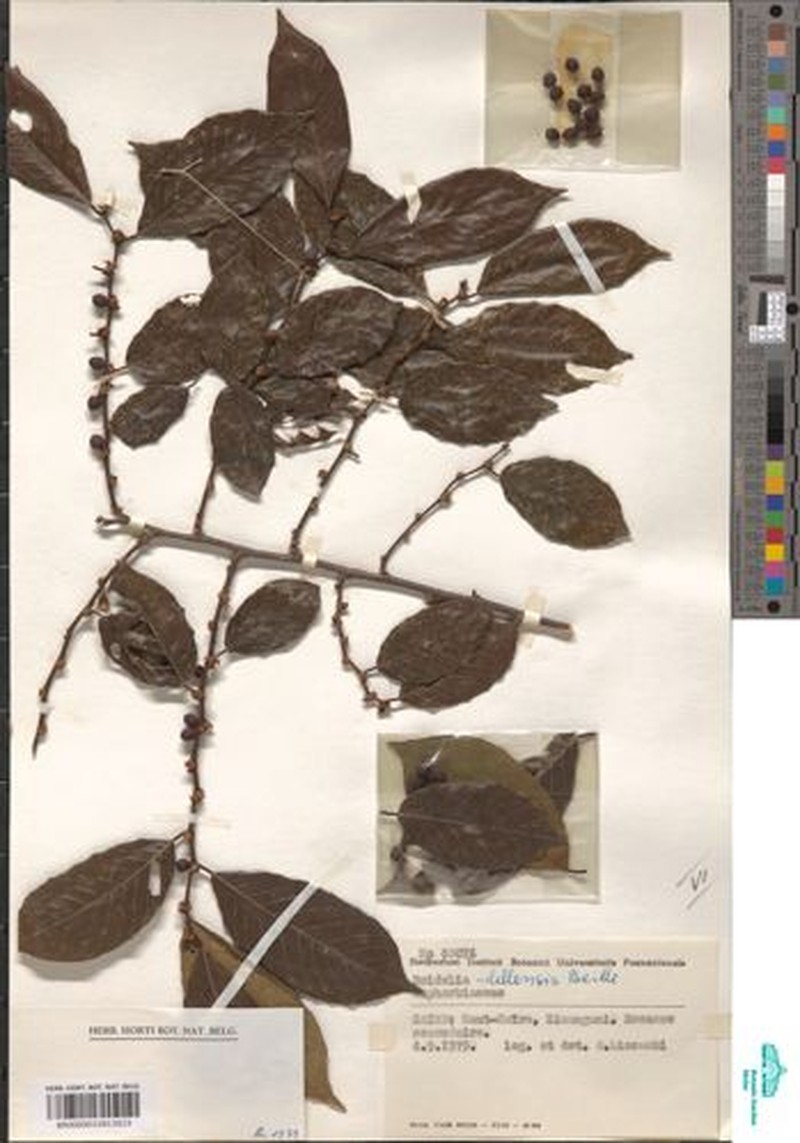 Bridelia ndellensis photo 4