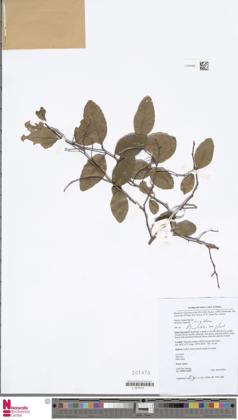 Bridelia oligantha