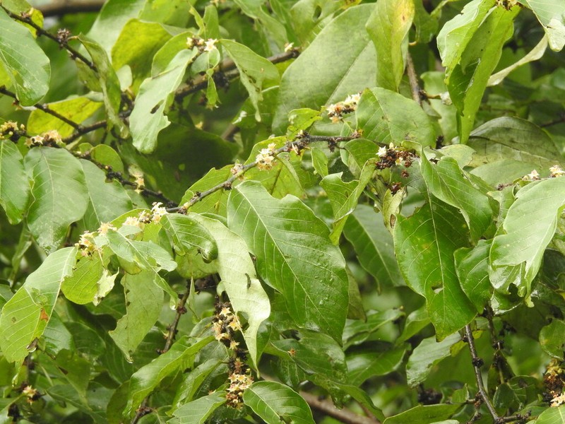 Bridelia ovata photo 3