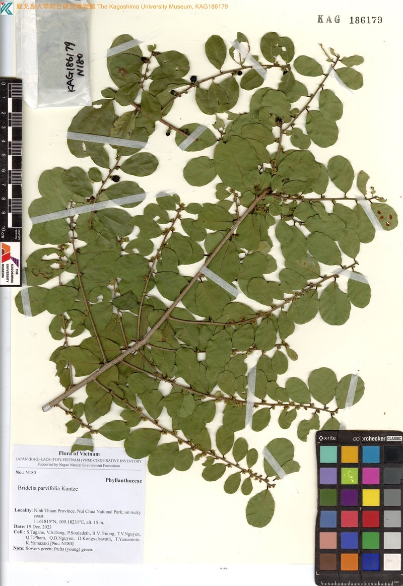 Bridelia parvifolia
