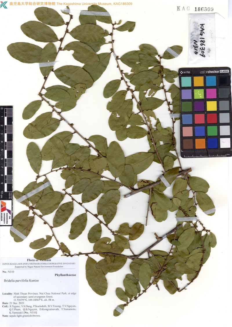 Bridelia parvifolia photo 2