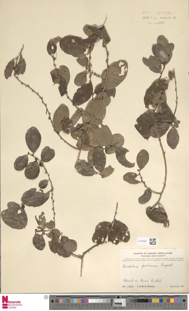 Bridelia parvifolia photo 3