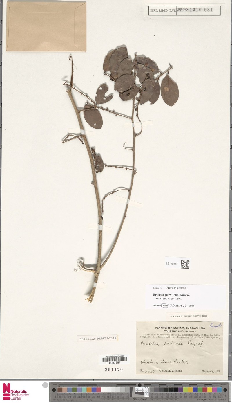 Bridelia parvifolia photo 4