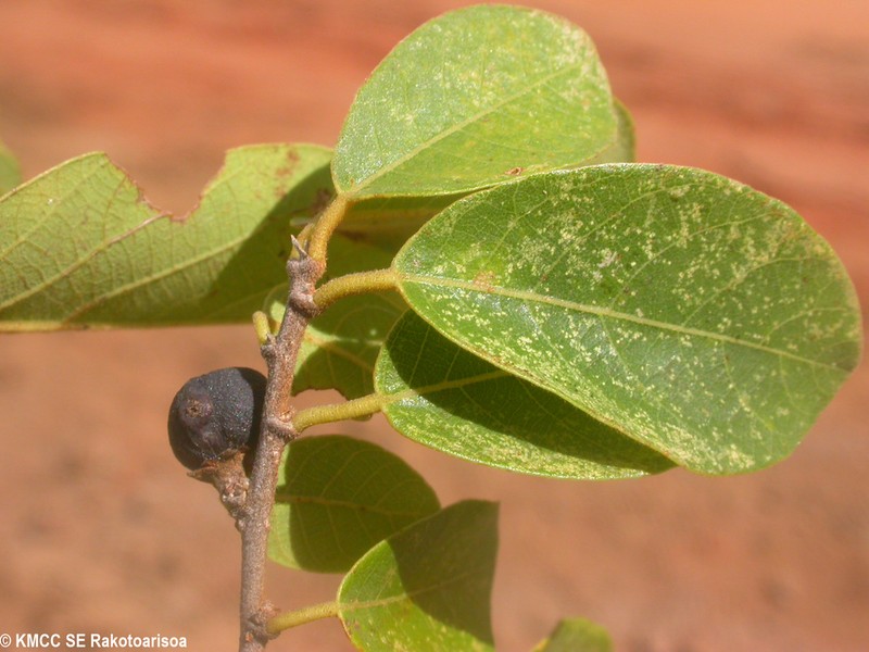 Bridelia pervilleana