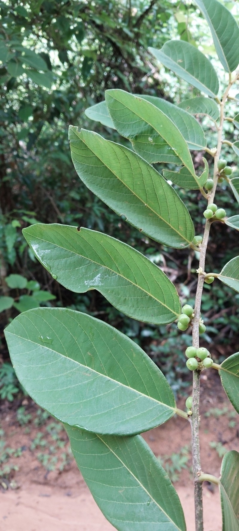 Bridelia pervilleana photo 2