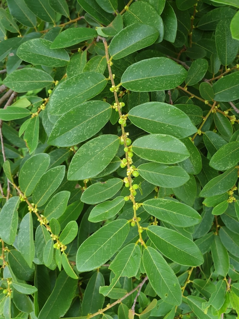 Bridelia pervilleana photo 3