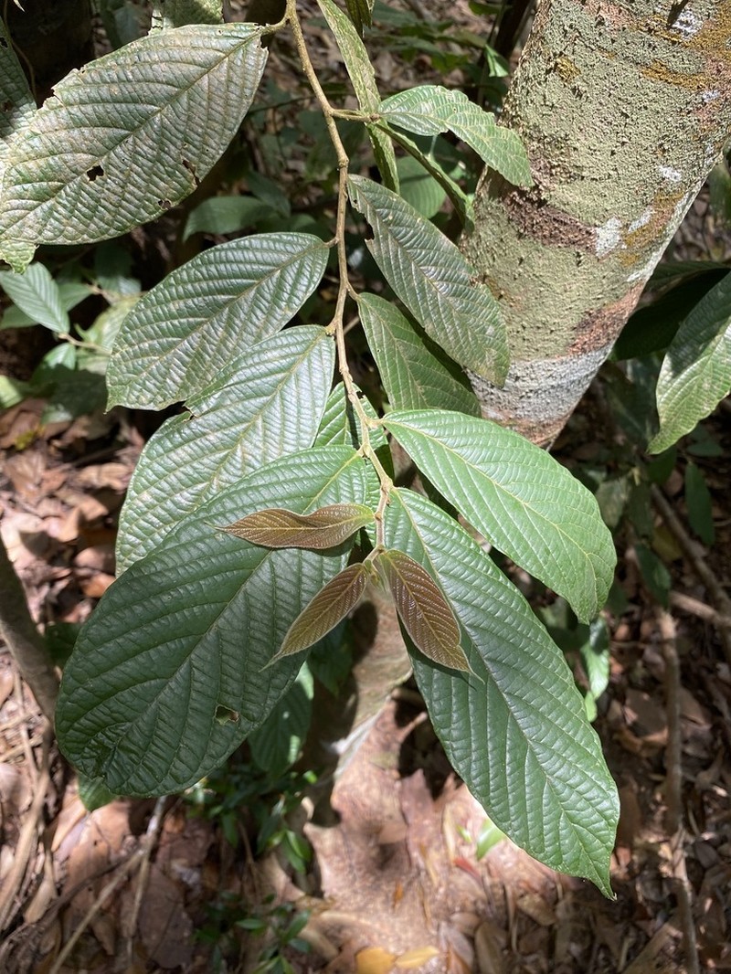 Bridelia pustulata