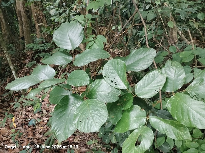 Bridelia pustulata photo 2