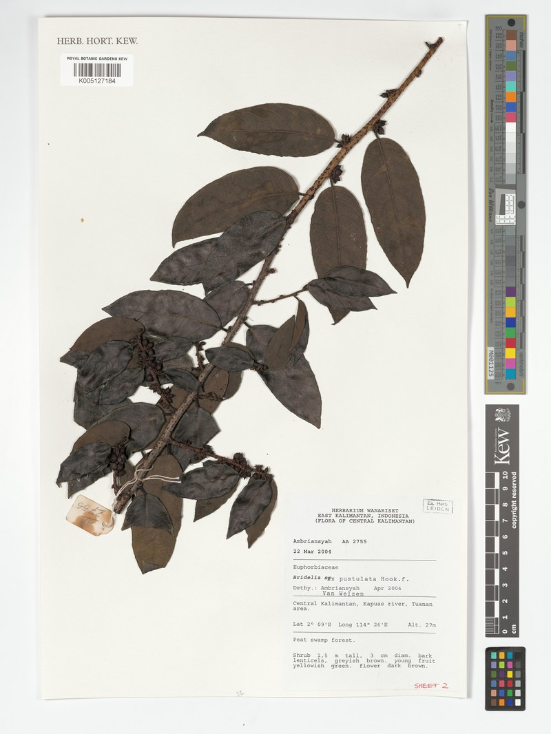 Bridelia pustulata photo 3