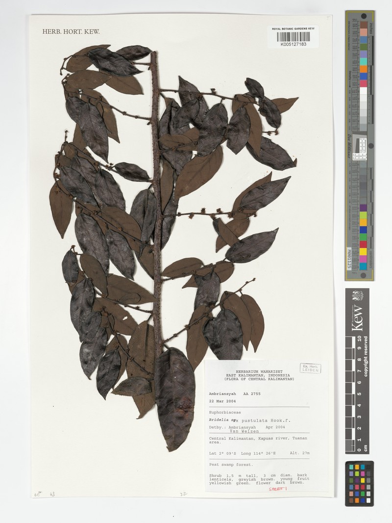 Bridelia pustulata photo 4