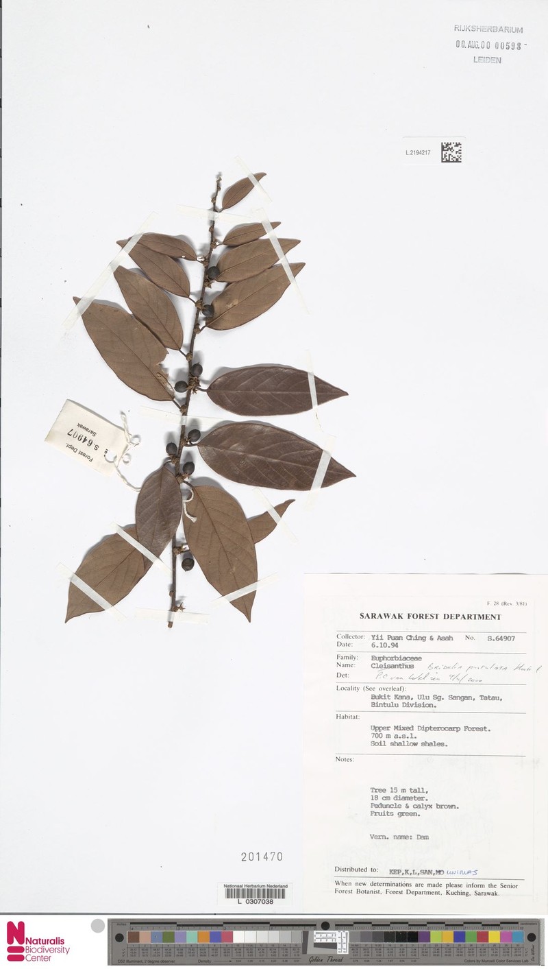 Bridelia pustulata photo 5
